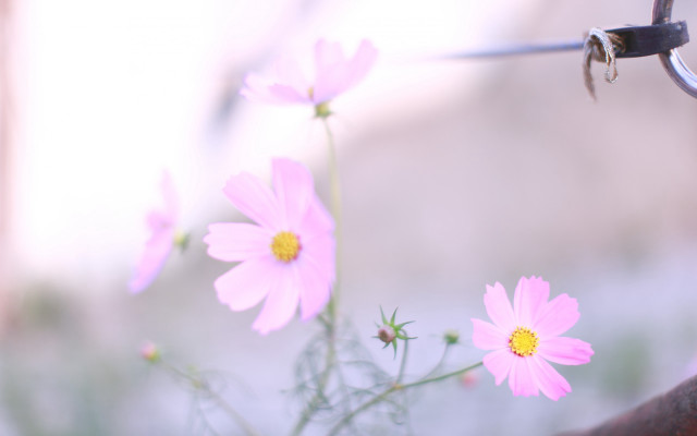 Pink flowers vase table fence free wallpaper for desktop - medium preview image