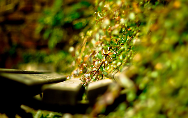 Bench plant blur background bokeh free wallpaper for desktop - medium preview image