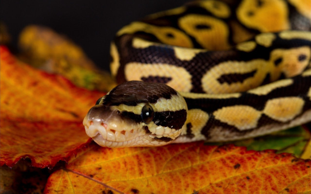 Cobra leaf autumn blurry fire free wallpaper for desktop - medium preview image