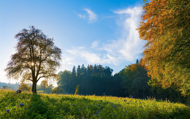 Tree field sky clouds blueflowers free wallpaper for desktop - medium preview image
