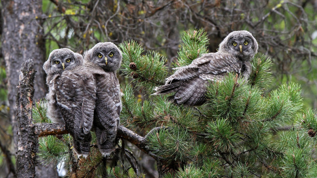 Three owls pine branch woods free wallpaper for desktop - medium preview image