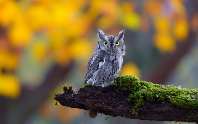 Small owl moss branch autumn free wallpaper for desktop - medium preview image