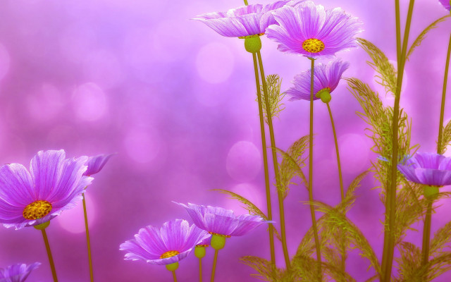 Purple flower sunset blurry background free wallpaper for desktop - medium preview image