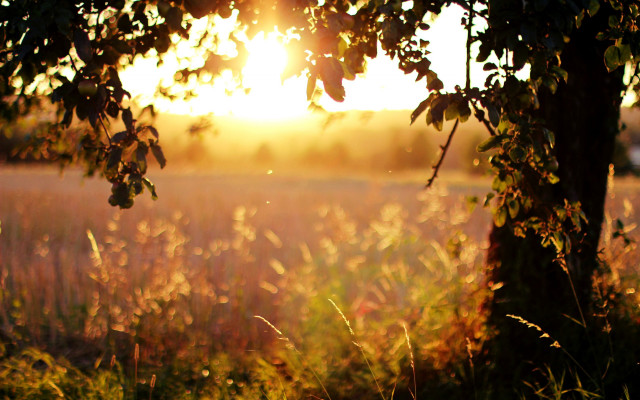 Autumn leaves forest sunset fire free wallpaper for desktop - medium preview image