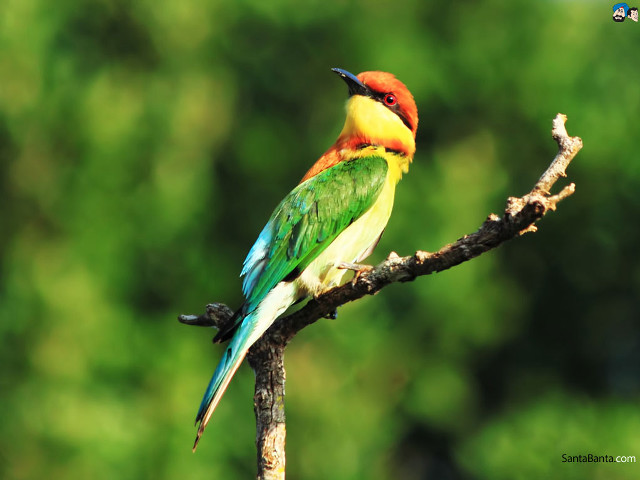 Colorful bird tree branch forest #2 free wallpaper for desktop - medium preview image