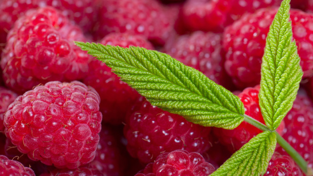 Raspberries leaf water droplets macro free wallpaper for desktop - medium preview image