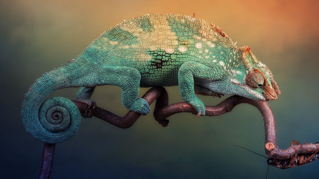 Chameleon branch long tail curved free wallpaper for desktop - medium preview image