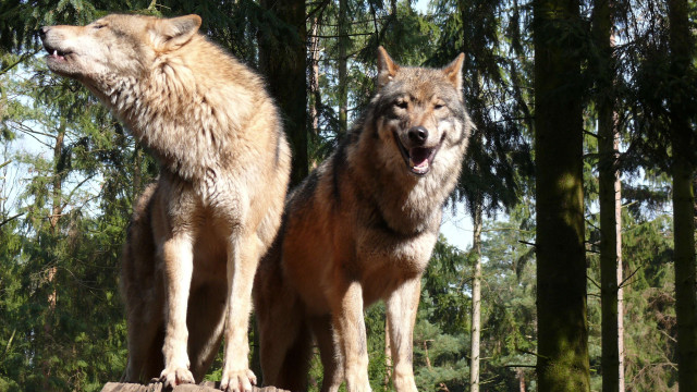 Two wolfs standing log forest free wallpaper for desktop - medium preview image