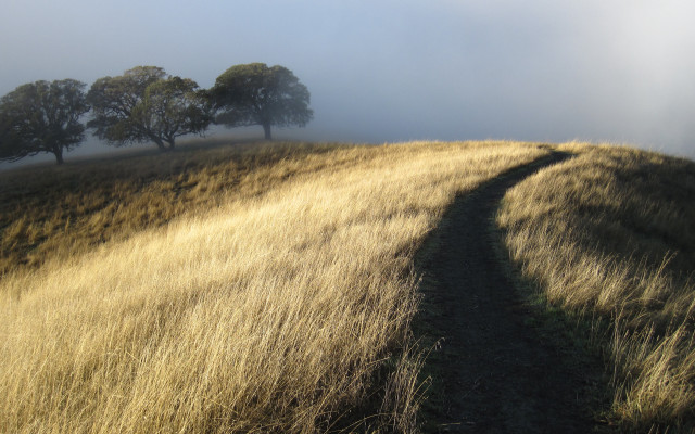 Foggy country path grass trees free wallpaper for desktop - medium preview image