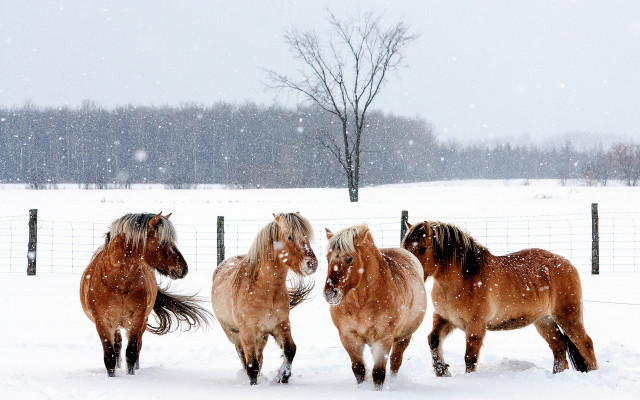 Horses running snow fenced trees free wallpaper for desktop - medium preview image