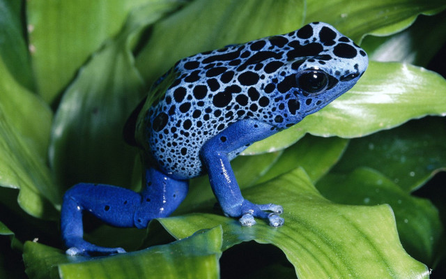 Blue black frog green leaf #2 free wallpaper for desktop - medium preview image