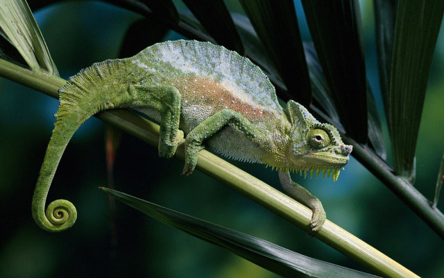 Chameleon plant stem green leaves free wallpaper for desktop - medium preview image