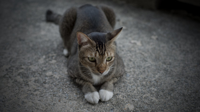 Sad cat green eyes jigsaw free wallpaper for desktop - medium preview image