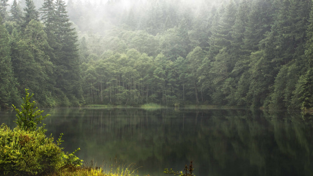 Lake forest fog trees nature free wallpaper for desktop - medium preview image