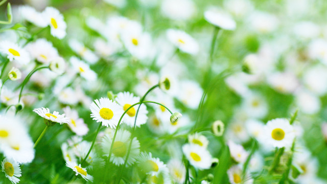 Flower field white yellow bloom free wallpaper for desktop - medium preview image