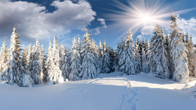 Snowy landscape trees bright sun #3 free wallpaper for desktop - medium preview image
