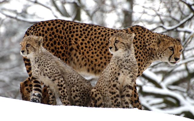 Cheetah snow trees blurry camouflage free wallpaper for desktop - medium preview image