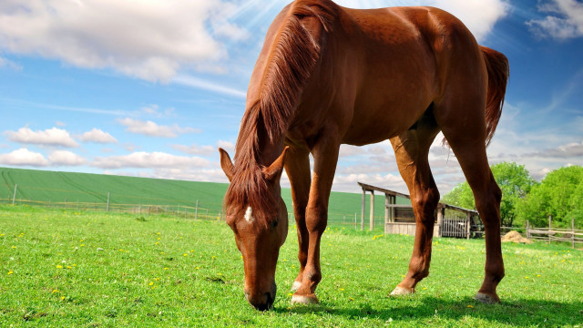 Horse grazing barn blue sky free wallpaper for desktop - medium preview image
