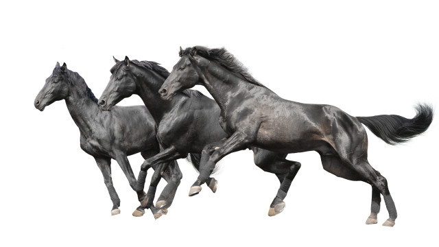 Three black horses air digital free wallpaper for desktop - medium preview image
