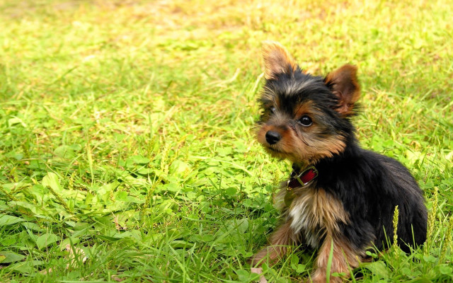 Small dog sad grass looking free wallpaper for desktop - medium preview image