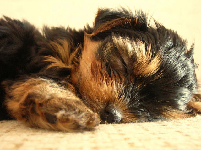 Small dog sleeping carpet head free wallpaper for desktop - medium preview image