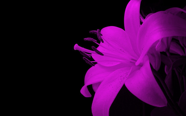 Purple flower dark black background free wallpaper for desktop - medium preview image