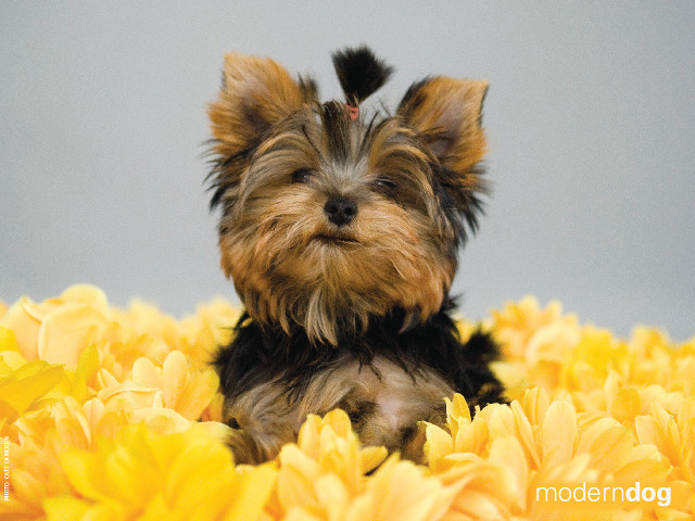 Small dog yellow flowers gray #3 free wallpaper for desktop - medium preview image