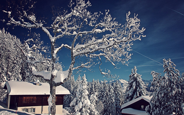 Snow covered tree house blue free wallpaper for desktop - medium preview image