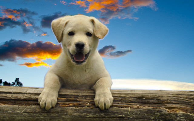 Dog log clouds autumn beach free wallpaper for desktop - medium preview image
