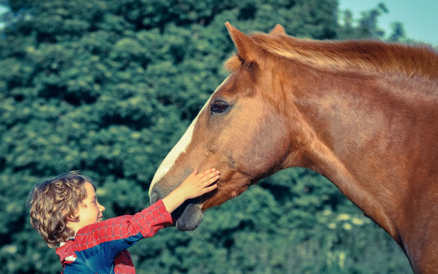 Boy petting horse nose blurry free wallpaper for desktop - medium preview image