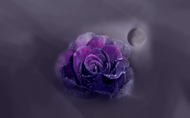 Purple rose moonlight night sky free wallpaper for desktop - medium preview image