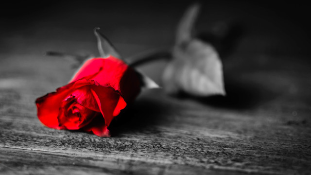 Red rose wooden table ambient free wallpaper for desktop - medium preview image