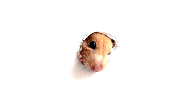 Hamster peeking hole wall chippy free wallpaper for desktop - medium preview image