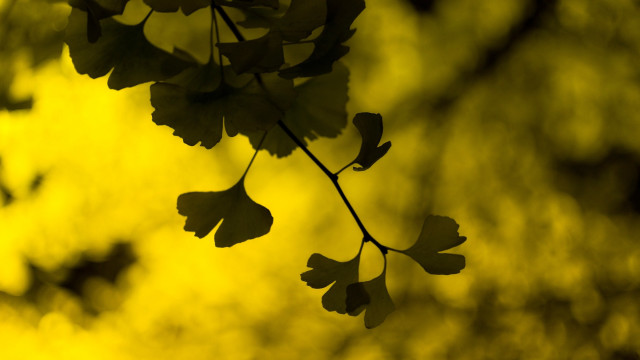 Branch leaves yellow background blurry free wallpaper for desktop - medium preview image