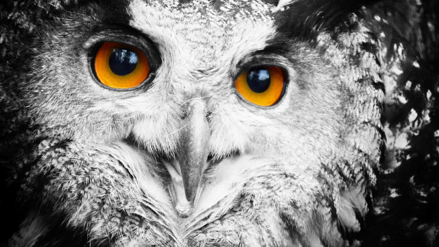 Owl orange eyes surreal ambient free wallpaper for desktop - medium preview image
