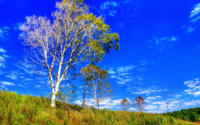 Tree hill clouds autumn bluesky free wallpaper for desktop - medium preview image