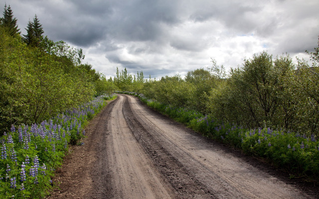 Dirt road blue flowers trees free wallpaper for desktop - medium preview image