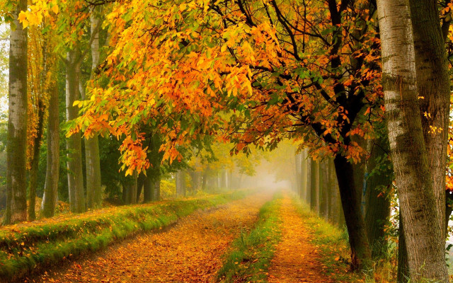 Autumn road fog trees leaves free wallpaper for desktop - medium preview image