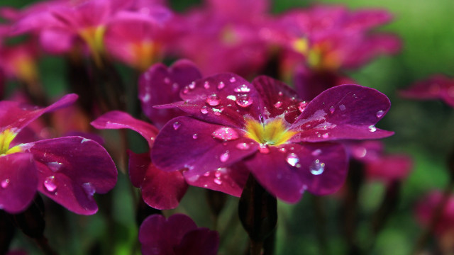 Purple flowers water droplets bokeh free wallpaper for desktop - medium preview image