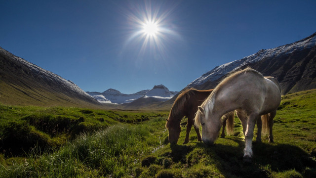 Horses grazing mountains sunlight nature free wallpaper for desktop - medium preview image