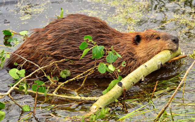 Beaver branch water vegetation ecological free wallpaper for desktop - medium preview image