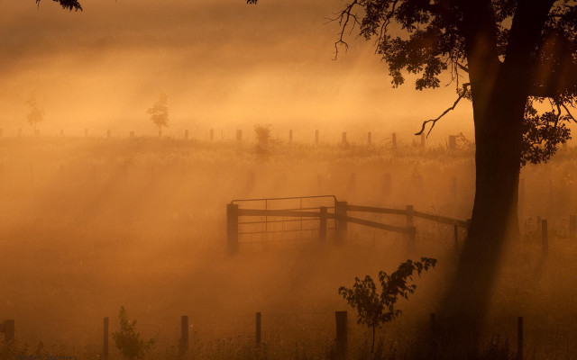 Fence fog trees autumn dusk free wallpaper for desktop - medium preview image