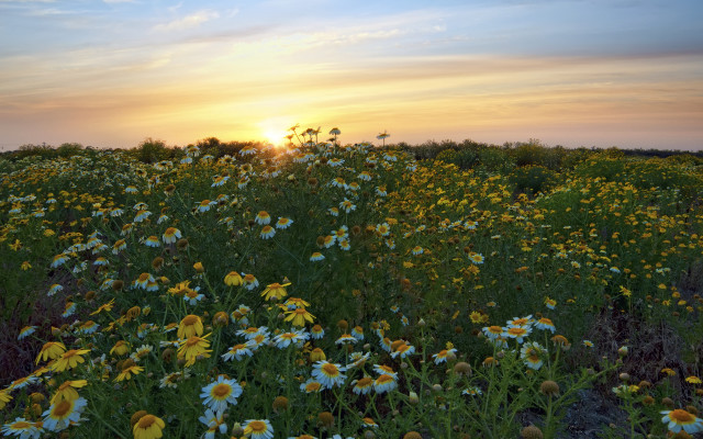 Wildflowers sunset clouds nature scene free wallpaper for desktop - medium preview image