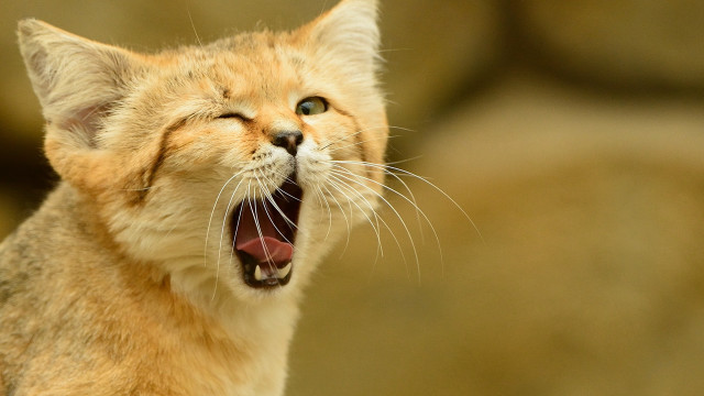 Cat mouth open furry stock free wallpaper for desktop - medium preview image