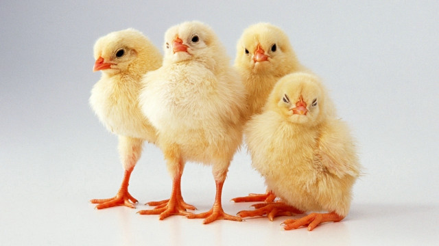 Three chickens gray background white free wallpaper for desktop - medium preview image