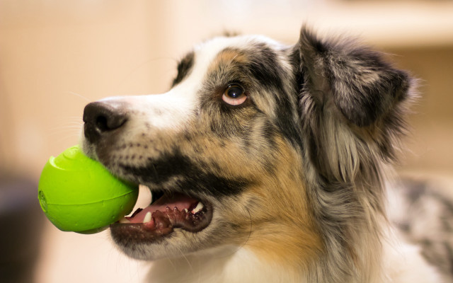 Dog greenball lookingup sharpfocus realistic free wallpaper for desktop - medium preview image