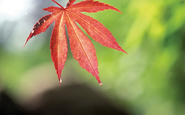Red leaf water droplets autumn free wallpaper for desktop - medium preview image