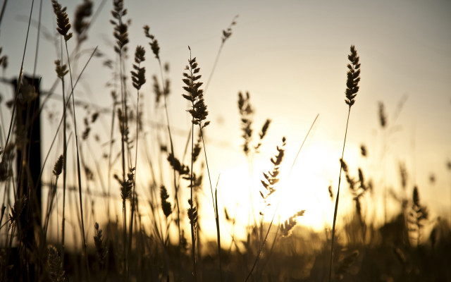 Field sunset clouds jet silhouette free wallpaper for desktop - medium preview image