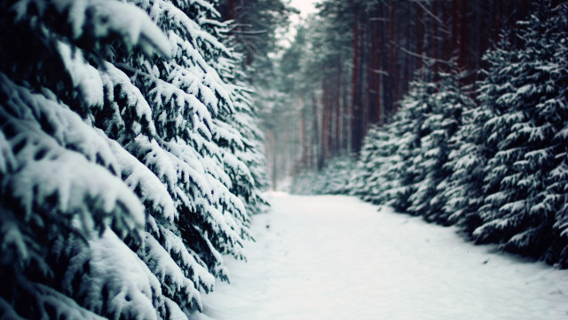 Snowy path evergreens winter forest free wallpaper for desktop - medium preview image