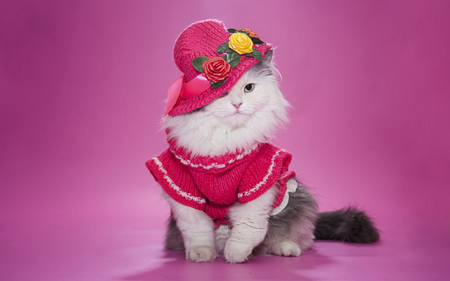 Cat pink hat rose sweater free wallpaper for desktop - medium preview image